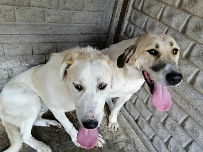 Malina i Jagoda - DWIE MŁODE DUŻE SUCZKI W TYP. Ałabaja