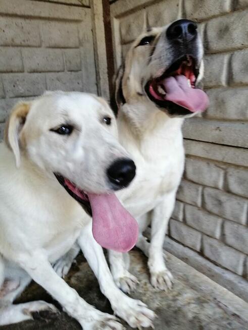 Malina i Jagoda - DWIE MŁODE DUŻE SUCZKI W TYP. Ałabaja