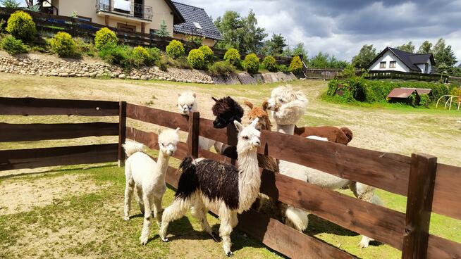 Domek drewniany Chmielno