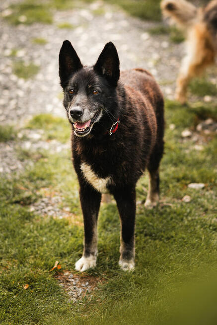 Nero po śmierci Pana czeka na nowy dom