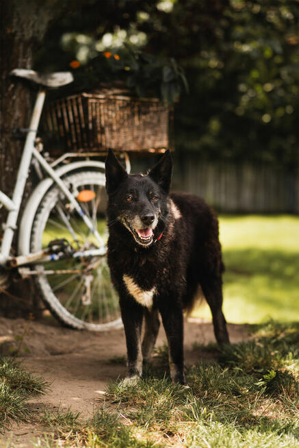 Nero po śmierci Pana czeka na nowy dom