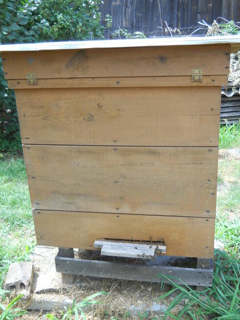 OKAZJA!!! Sprzedam pszczoły w nowych Ulach Dadan