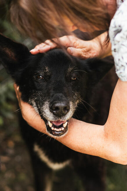 Nero po śmierci Pana czeka na nowy dom
