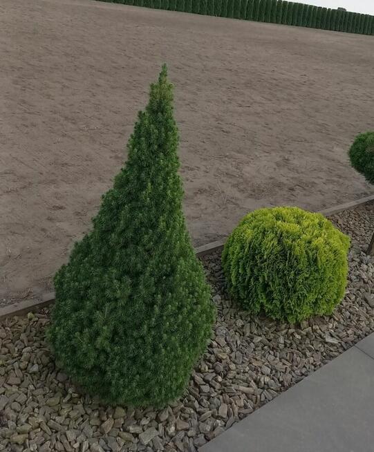 Zakładanie trawnika siew trawy ŻELECHÓW