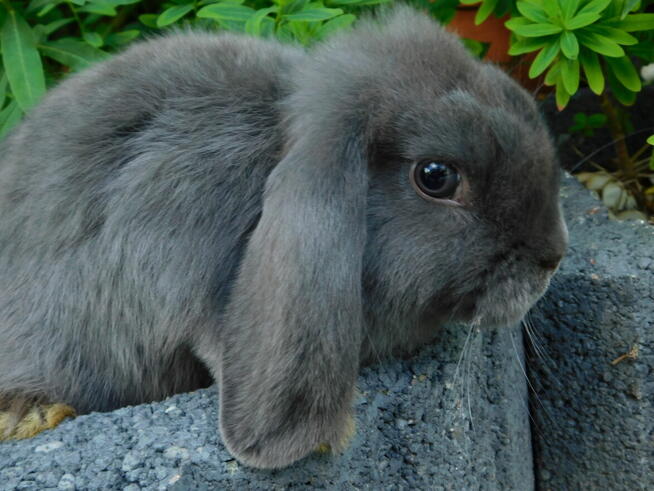 Mini lop niebieskie