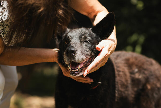 Nero po śmierci Pana czeka na nowy dom