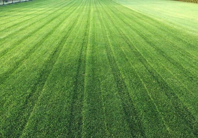 Zakładanie trawnika siew trawy ŻELECHÓW