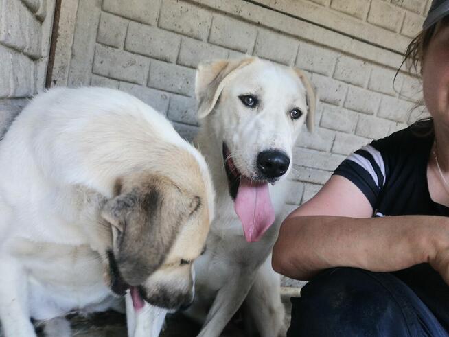 Malina i Jagoda - DWIE MŁODE DUŻE SUCZKI W TYP. Ałabaja