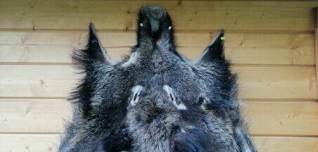 Skóra wielkiego dzika