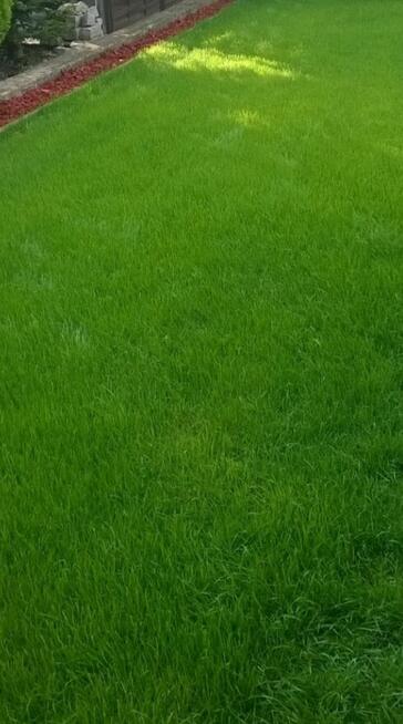 Zakładanie trawnika siew trawy ŻELECHÓW