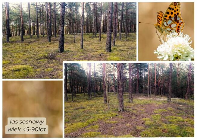 Działki w sercu lasu.......cisza idealna