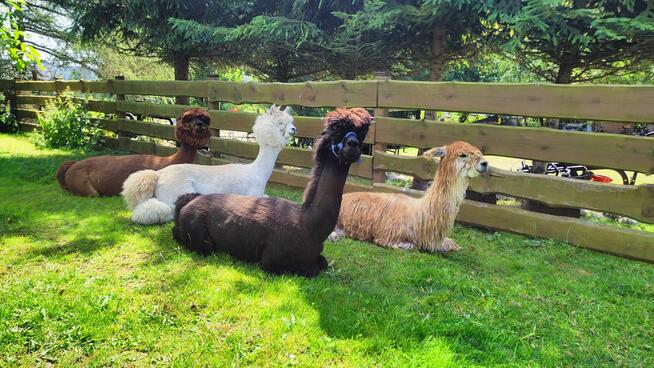 Domek drewniany Chmielno