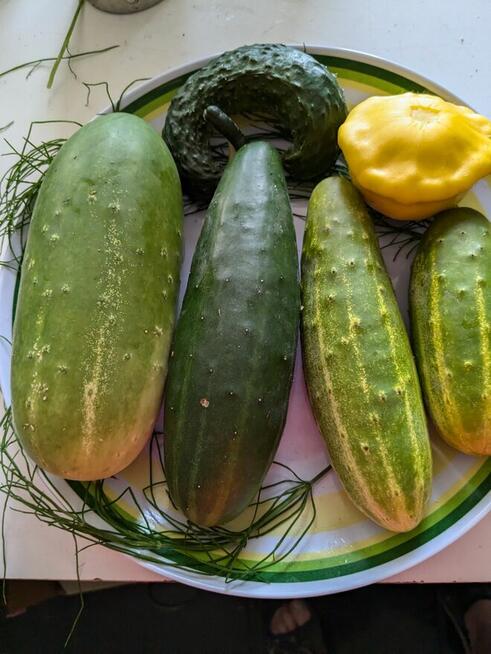 Ogórek Gruzin Palczik Roznasol Kustowoj nasiona kolekcjoners