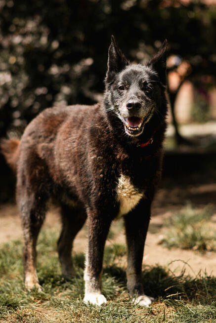 Nero po śmierci Pana czeka na nowy dom