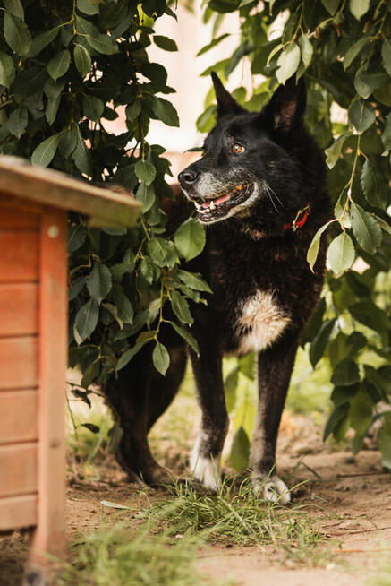 Nero po śmierci Pana czeka na nowy dom