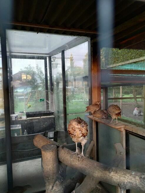 bazanty polne lowne, srebrne, melanistyczne roczne