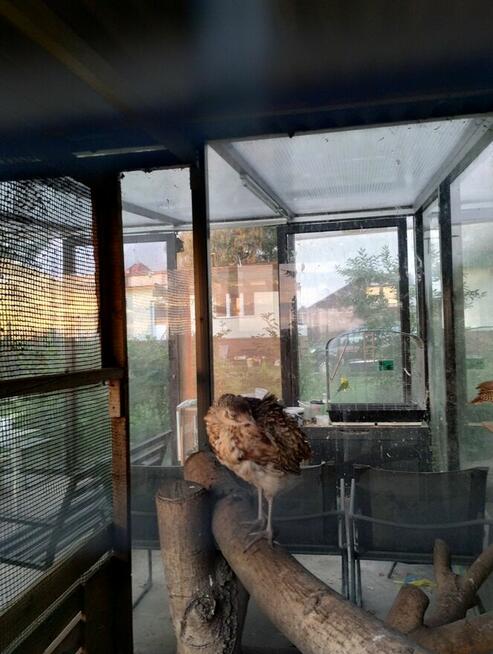 bazanty polne lowne, srebrne, melanistyczne roczne