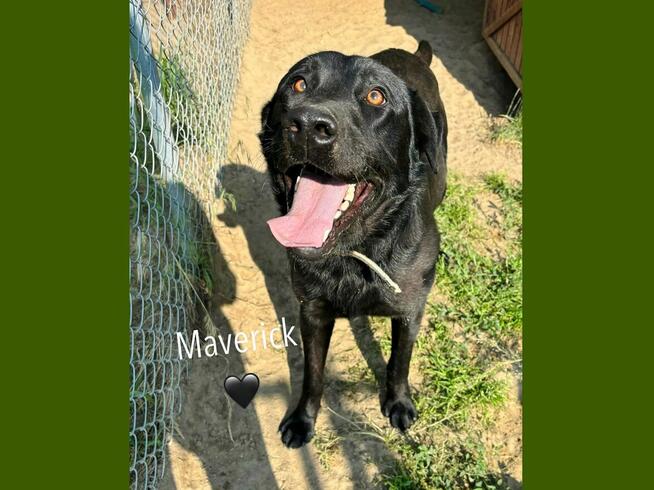 Maverik - w typie Labrador; młody mistrz aportowania