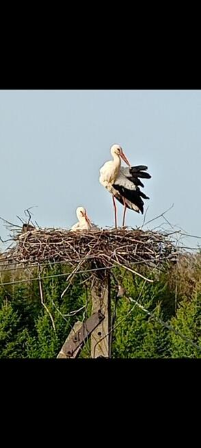 Apartament w Oklinach. Suwalszczyzna