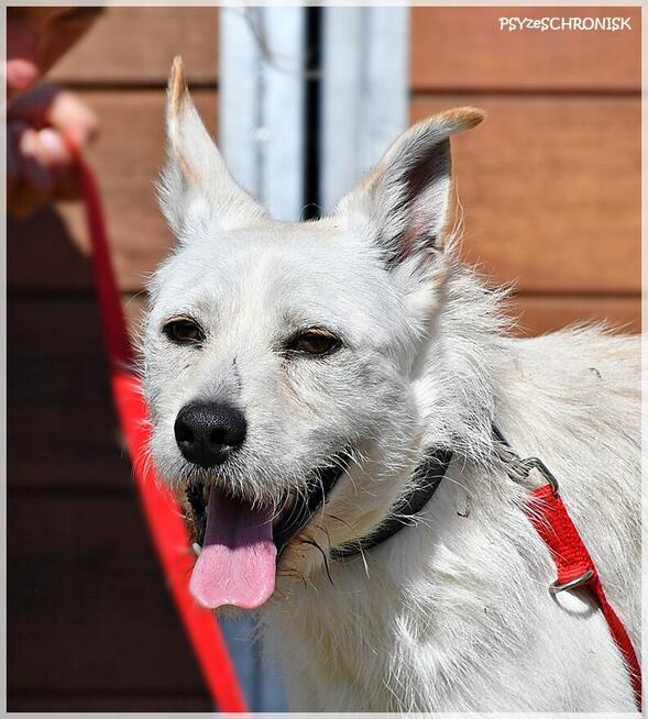 Chaps - wesoły kompan