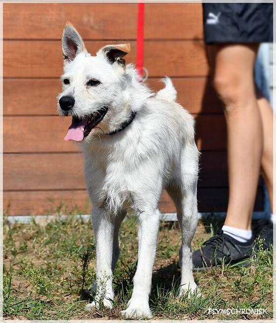 Chaps - wesoły kompan