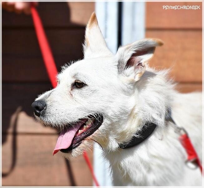 Chaps - wesoły kompan