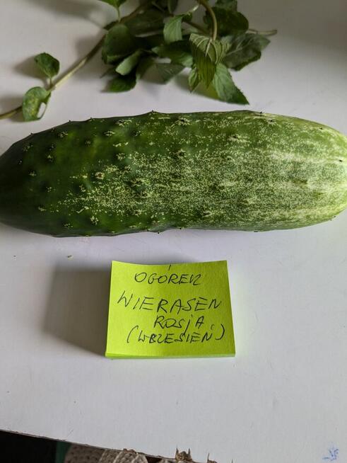 Ogórek rosyjski Palczik Gruziński odporny kolekcjonerskie