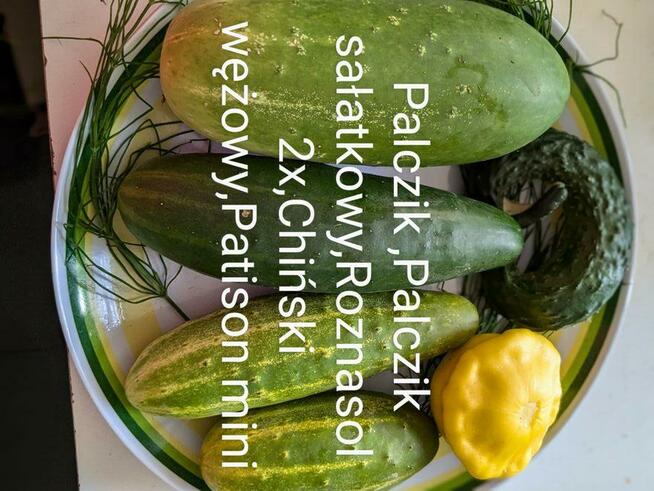 Ogórek rosyjski Palczik Gruziński odporny kolekcjonerskie