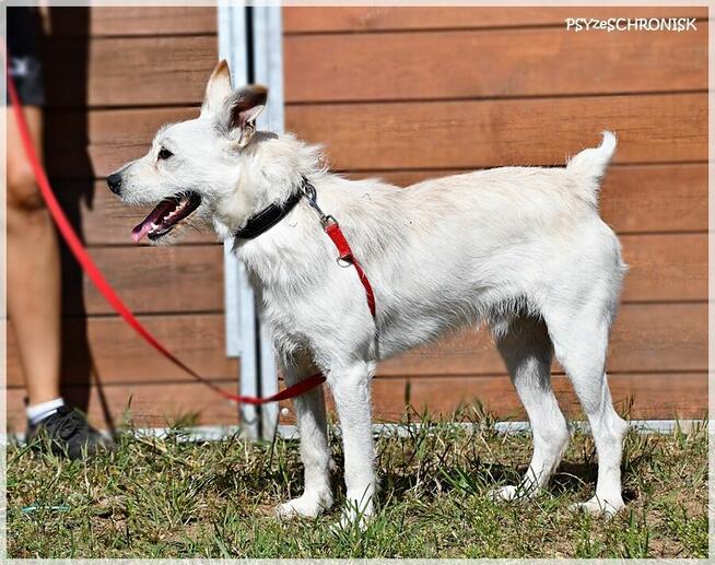 Chaps - wesoły kompan