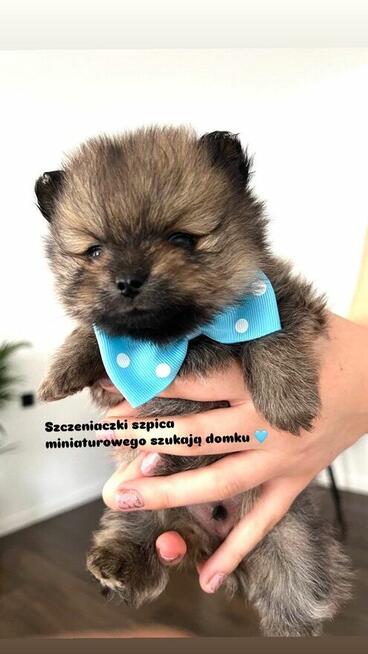 Szpic pomeranian miniaturowy