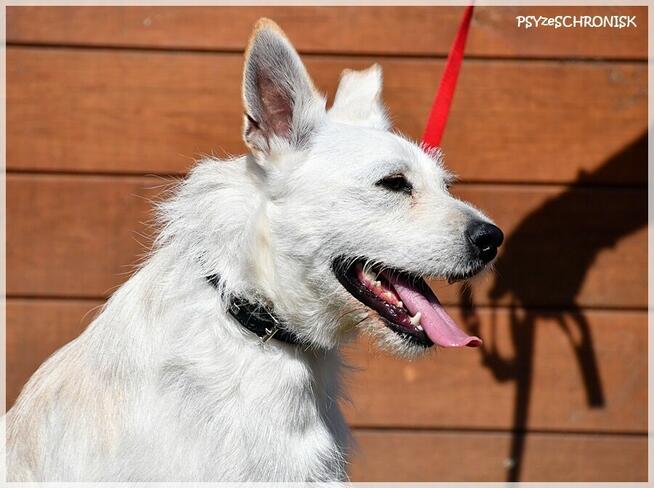 Chaps - wesoły kompan