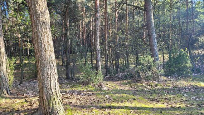 sprzedam działkę Kazuń Bielany