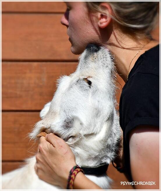 Chaps - wesoły kompan