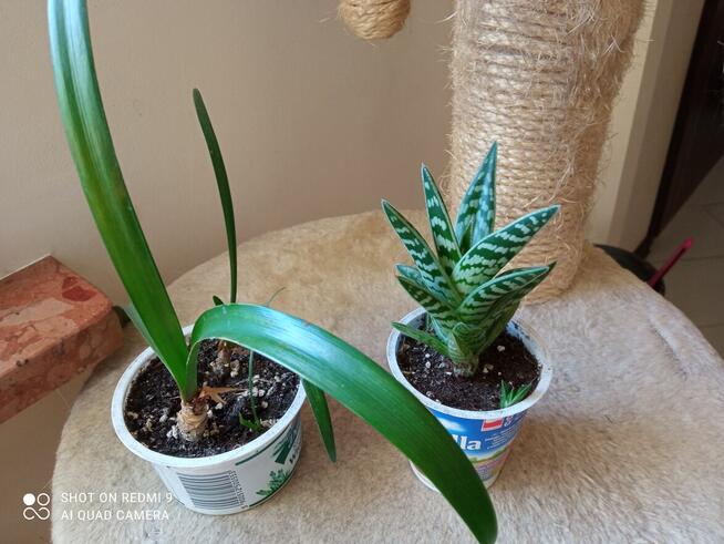 Aloesy kolekcjonerskie i ...