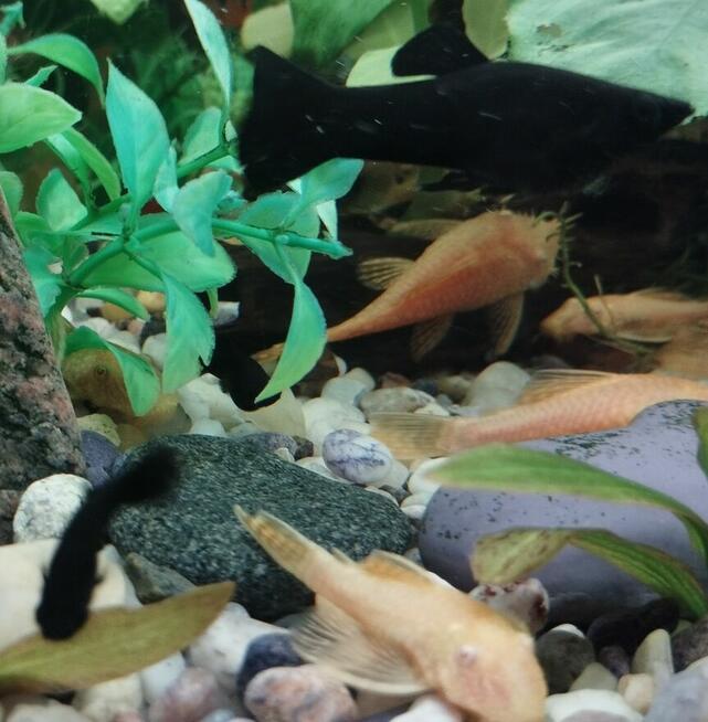 Sprzedam rybki.Własna chodowla