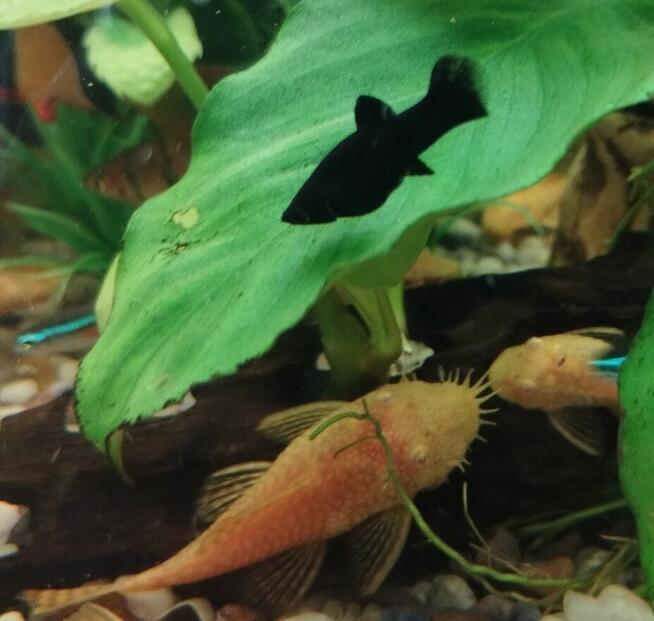 Sprzedam rybki.Własna chodowla