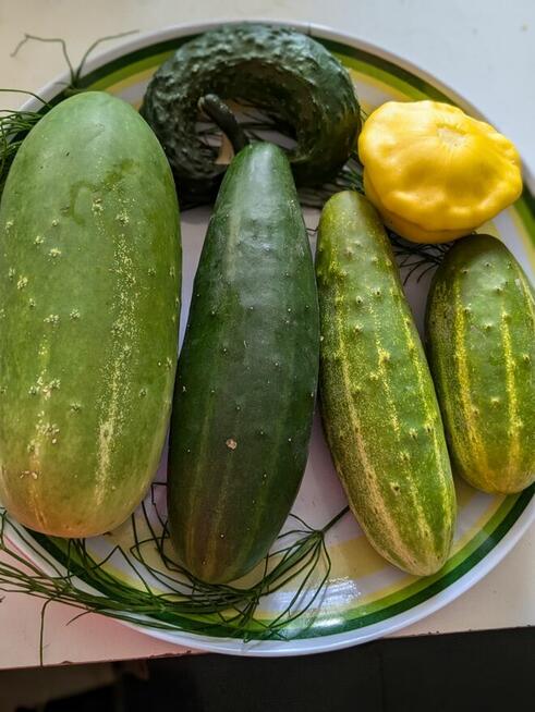 Ogórek rosyjski Palczik Gruziński odporny kolekcjonerskie