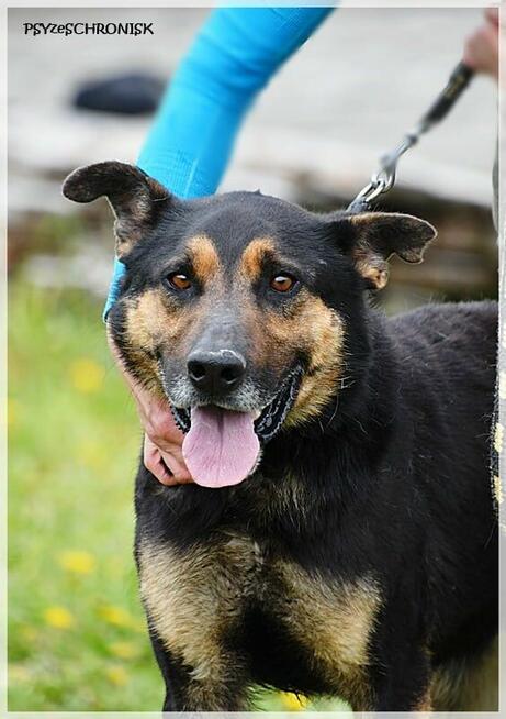 Oggi - po tylu latach schroniska nadal kocha człowieka