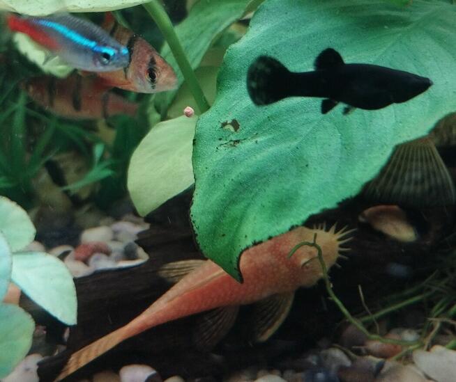 Sprzedam rybki.Własna chodowla