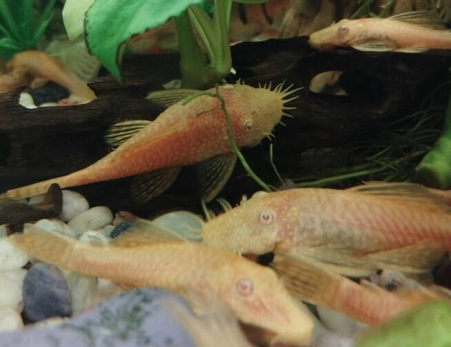 Sprzedam rybki.Własna chodowla