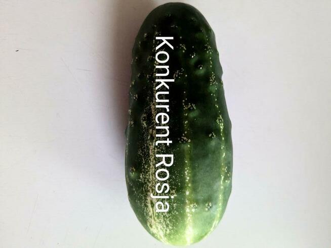 Ogórek rosyjski Palczik Gruziński odporny kolekcjonerskie