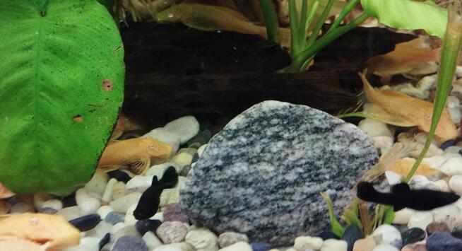 Sprzedam rybki.Własna chodowla