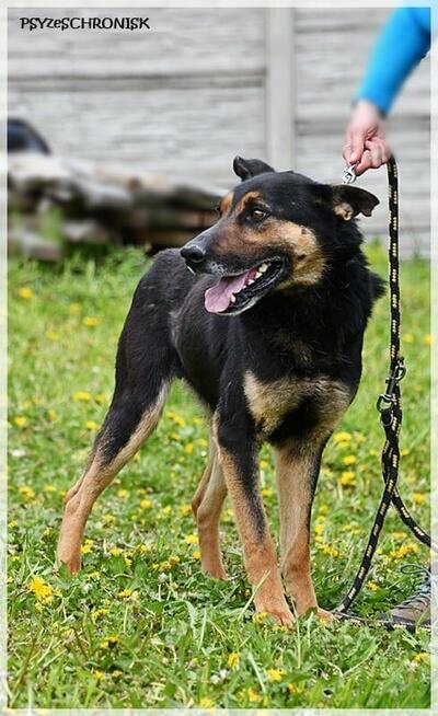 Oggi - po tylu latach schroniska nadal kocha człowieka