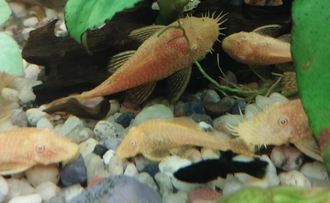 Sprzedam rybki.Własna chodowla