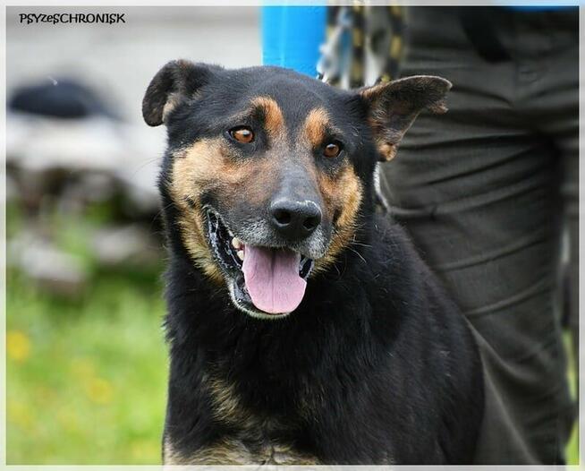 Oggi - po tylu latach schroniska nadal kocha człowieka