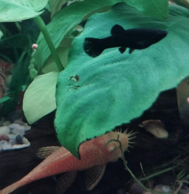 Sprzedam rybki.Własna chodowla