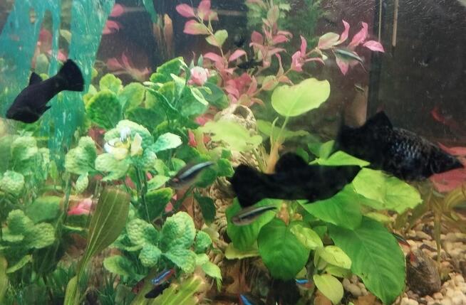 Sprzedam rybki.Własna chodowla