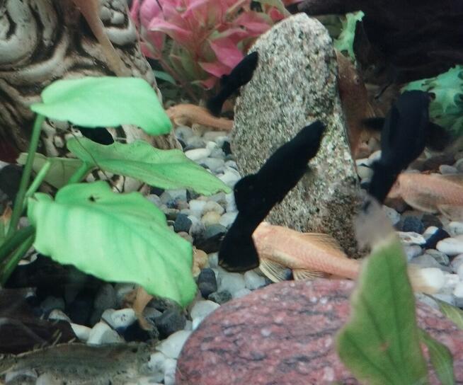 Sprzedam rybki.Własna chodowla