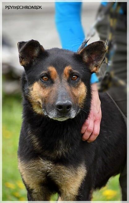 Oggi - po tylu latach schroniska nadal kocha człowieka