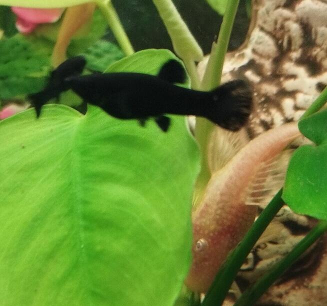 Sprzedam rybki.Własna chodowla